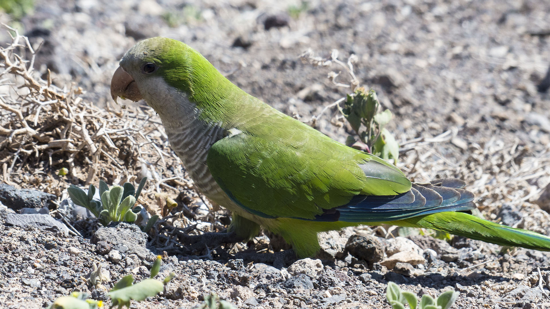 Fuerteventura Inselrundfahrt Südschleife – Faro de Jable und Salzwiesen mit Kanarien Vögeln.