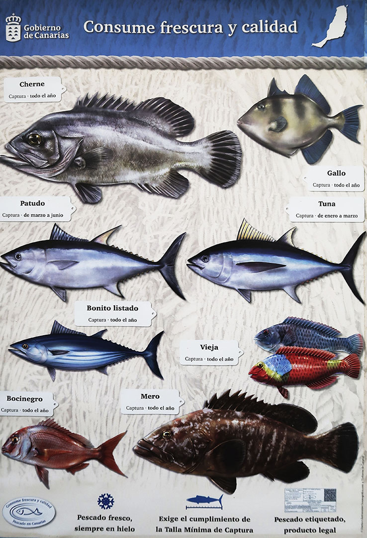 Fischen auf Fuerteventura – was darf wann und wie gefangen werden.